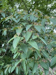 Ilex laevigata