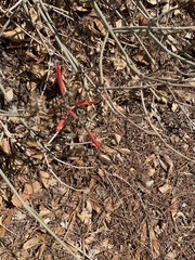 Justicia californica