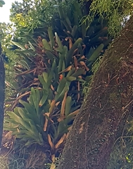 Bromeliaceae