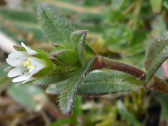 Cerastium pumilum