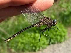 Phanogomphus borealis