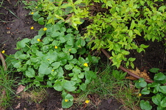 Ficaria verna
