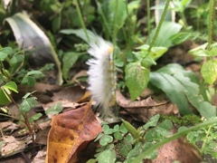 Lepidoptera
