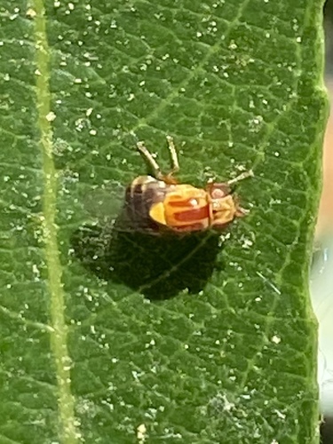 iNaturalist observation photo of Thaumatomyia rubida