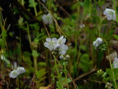 Phacelia dubia