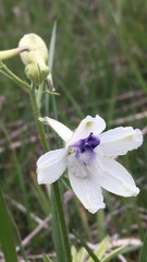 Delphinium pavonaceum