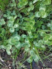 Trifolium pratense