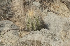 Thelocactus bicolor
