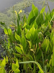 Canna flaccida
