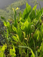 Canna flaccida