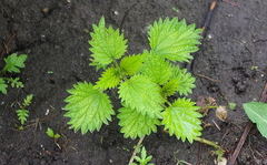 Urtica dioica