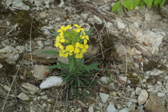 Erysimum callicarpum