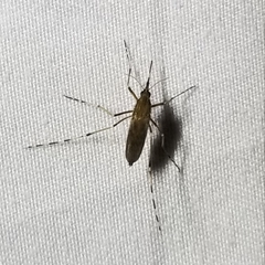 Ochlerotatus