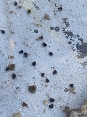Pyrgulopsis deserta