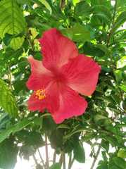 Hibiscus