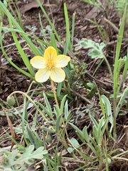 Senna pumilio