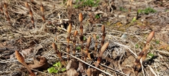 Equisetum arvense image