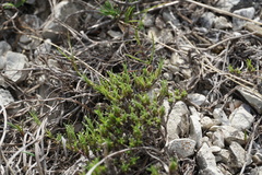 Thymus helendzhicus