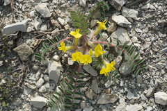 Astragalus utriger