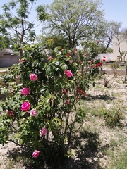 Rosa