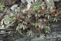 Potentilla sphenophylla