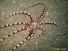 Thaumoctopus mimicus