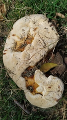 Basidiomycota