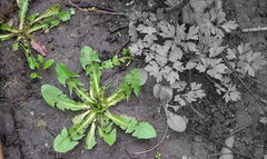 Taraxacum officinale
