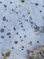 Pyrgulopsis deserta