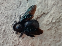 Xylocopa gualanensis