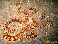 Thaumoctopus mimicus