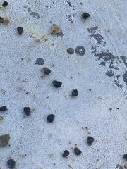 Pyrgulopsis deserta