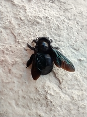 Xylocopa gualanensis