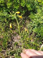 Chapmannia floridana