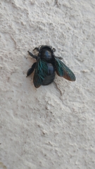 Xylocopa gualanensis