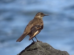 Cinclodes taczanowskii