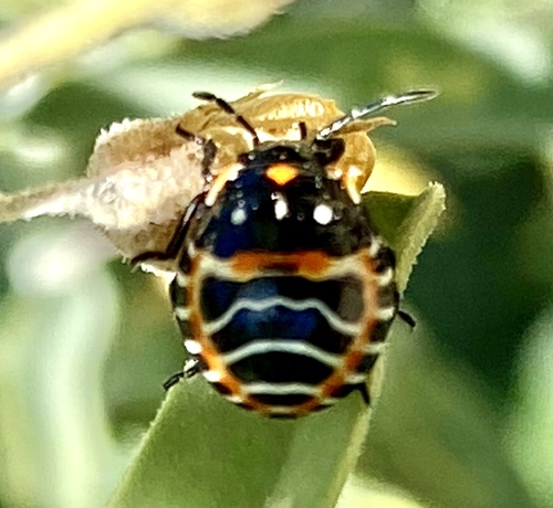 iNaturalist observation photo of Harlequin Bug