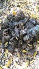 Striostrea prismatica