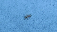 Pediculus humanus capitis