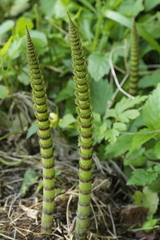 Equisetum telmateia telmateia