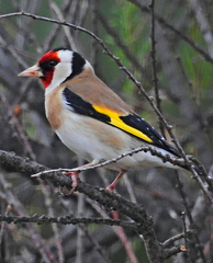 Carduelis carduelis