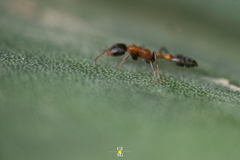 Pseudomyrmex championi