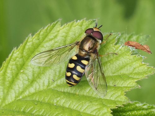 Black-tailed Aphideater