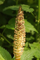 Equisetum telmateia telmateia