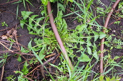 Taraxacum officinale