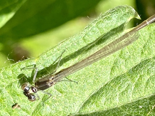 iNaturalist observation photo of Pacific Forktail