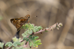 Lon melane vitellina