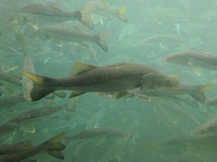 Centropomus undecimalis