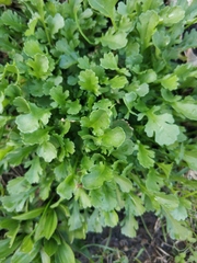 Leucanthemum vulgare
