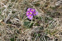 Primula scotica